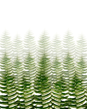 FERN FOREST - HUNTER & CO.