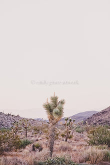 JOSHUA TREE - HUNTER & CO.
